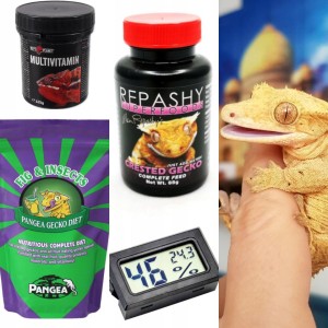 Gekon orzęsiony wapń witaminy pangea repashy