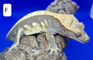 Gekon orzęsiony samica