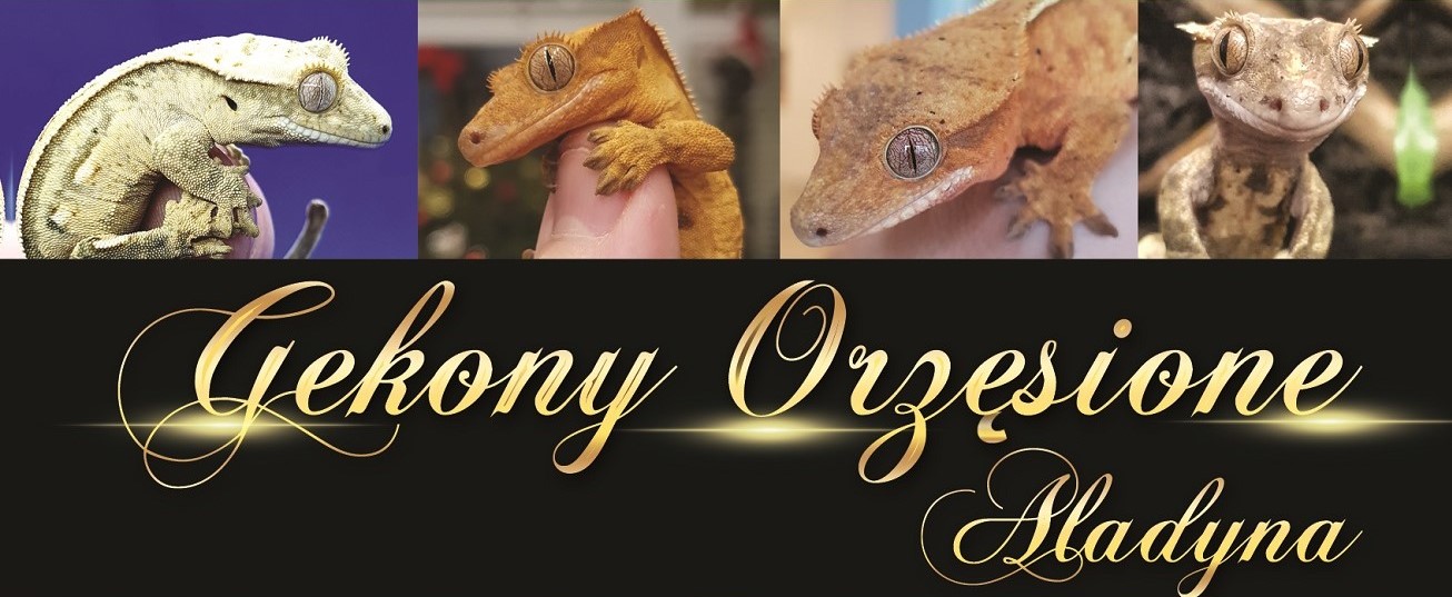 Gekon orzęsiony opis